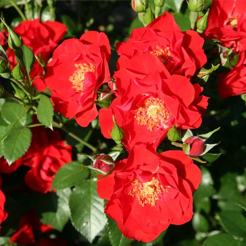 Gärtnerei - Rosa Paprika™ - rot - floribundarosen - diskret duftend - Mathias Tantau, Jr. - Traubenartig, üppig, in grellen Farben blühend.